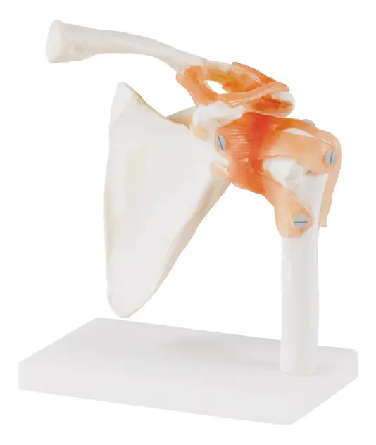 Produit Modèle anatomique épaule Image