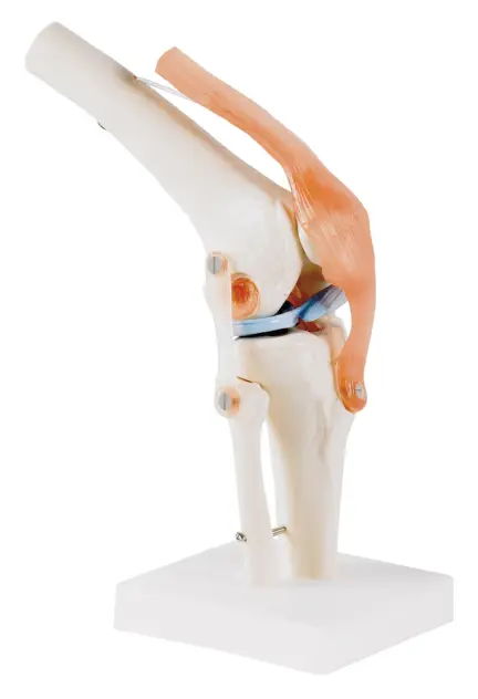Produit Modèle anatomique genou Image
