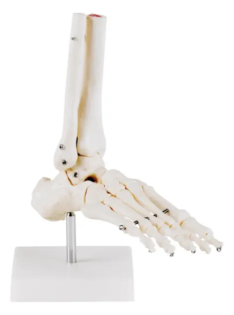 Produit Modèle anatomique pied Image