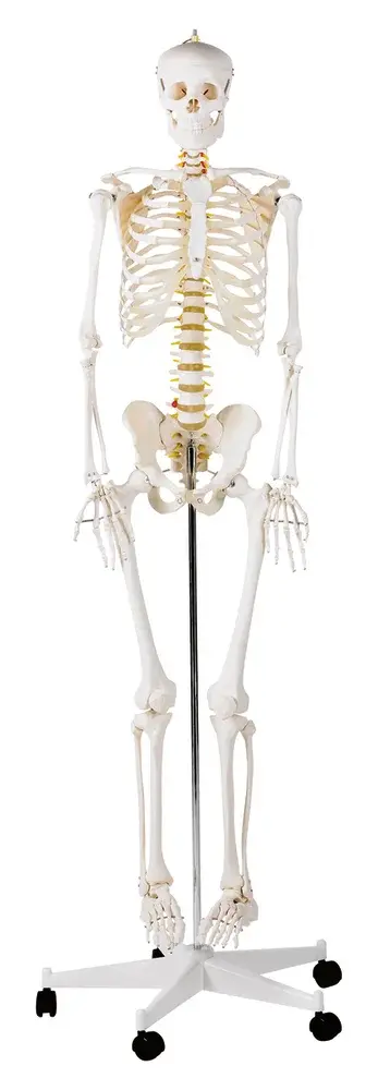 Squelette complet