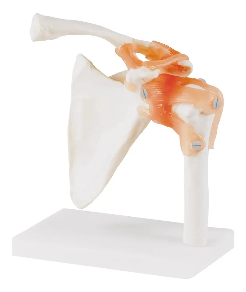 Modèle anatomique épaule