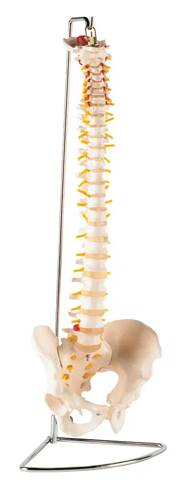 Colonne vertébrale avec bassin