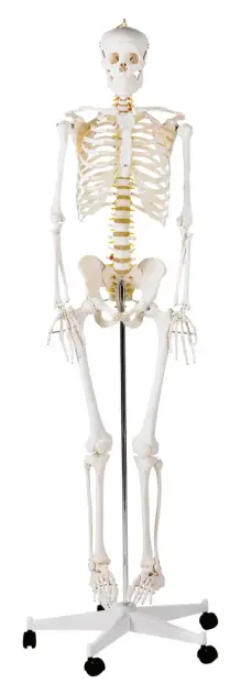 Produit Squelette complet Image