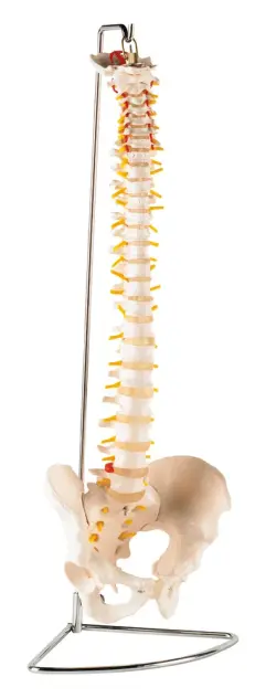 Produit Colonne vertébrale avec bassin Image