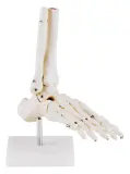 Vignette - Modèle anatomique pied