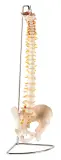 Vignette - Colonne vertébrale avec bassin